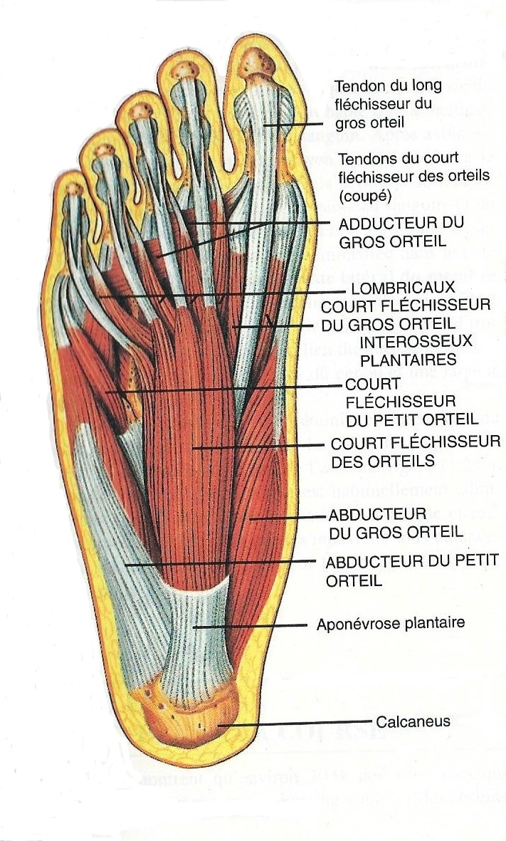 anatomie du pied