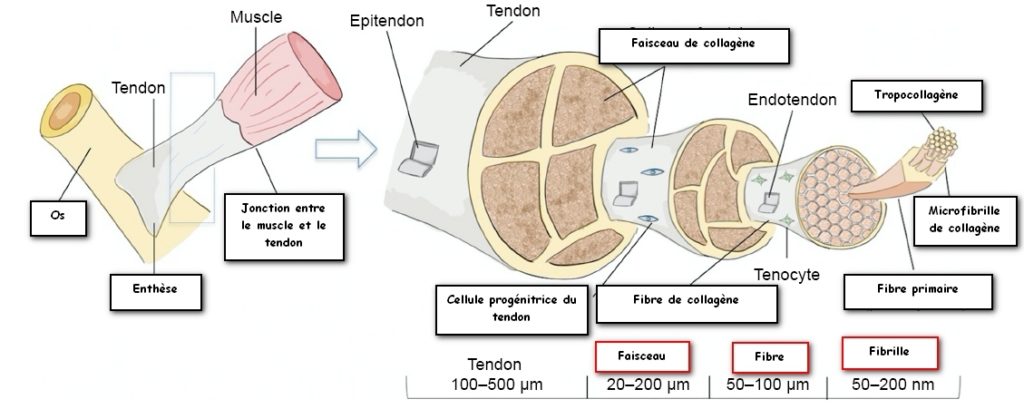 Structure du tendon